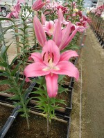 [4574 VH50 Crisana No01.JPG]